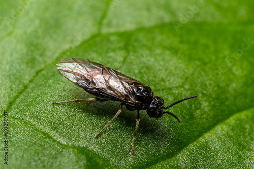 Aquilegia sawfly called also columbine sawfly Pristiphora rufipes. Common pest of currants and gooseberries in gardens and cultivated plantations