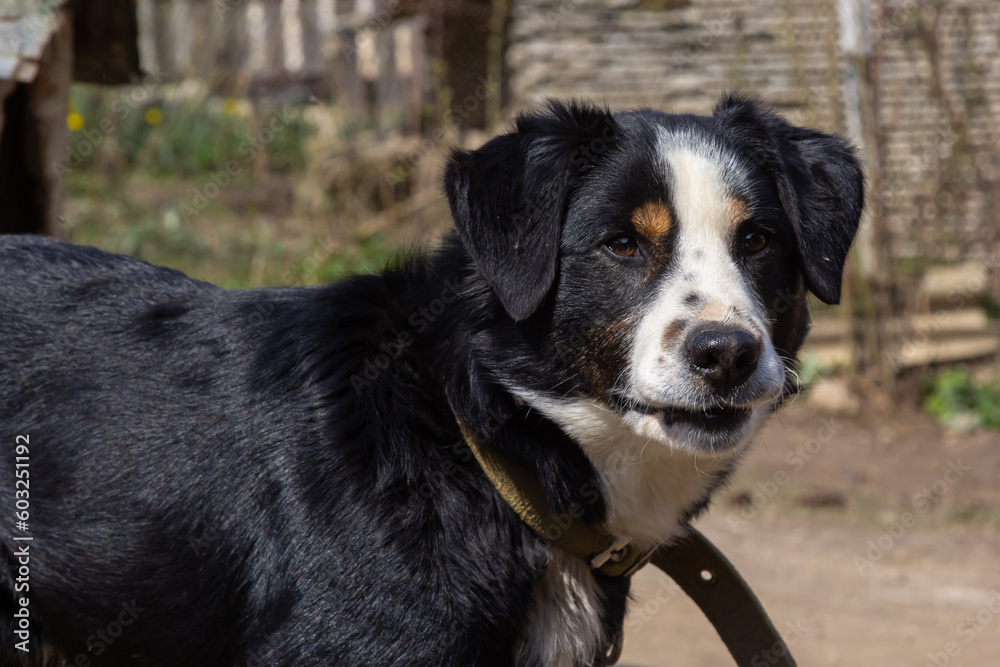 Black mongrel dog on chain on old weathered wooden kennel background on rural backyard at summer day Black mongrel dog on chain on old weathered wooden kennel background on rural backyard at summer day