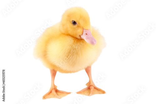Yellow duckling isolated on transparent background.