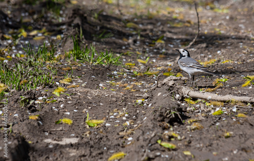 White Wagtail - Motacilla alba, small popular passerine bird from European fileds, meadows and wetlands. White Wagtail, Pied Wagtails, Motacilla alba sitting on the ground White Wagtail - Motacilla alba, small popular passerine bird from European fileds, meadows and wetlands. White Wagtail, Pied Wagtails, Motacilla alba sitting on the ground