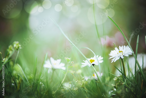 Beautiful summer nature background with close up of daisies flowers and green grass at lighting bokeh