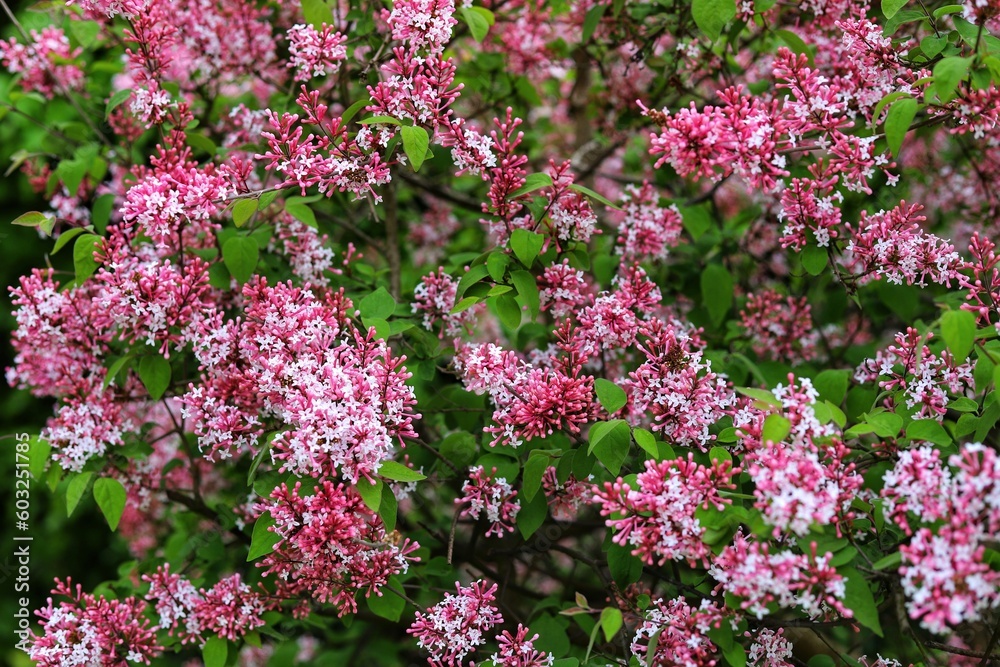 Syringa microphylla Superba in the park. Pink blossom of miniature lilac tree. Syringa microphylla Superba in the park. Pink blossom of miniature lilac tree.