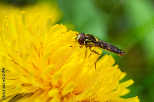 Macro of a long hoverfly Sphaerophoria scripta of the Syrphidae family on a yellow flower © Oleh Marchak