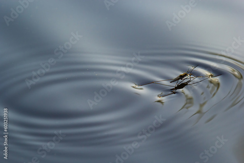 Insect Gerris lacustris, known as common pond skater or common water strider is a species of water strider, found in Europe have ability to move quickly on the water surface and have hydrophobic legs