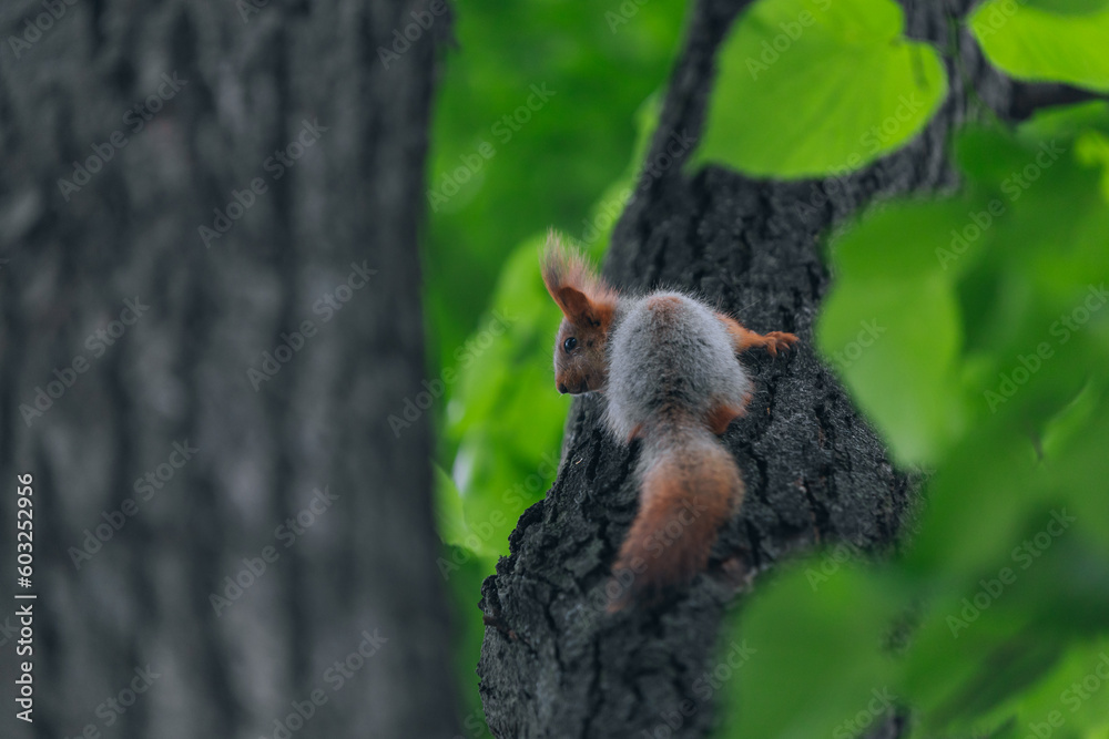 A young red squirrel sits on a tree in a park or forest. Close-up. Macro photo. Selective photocus on the photo. A young red squirrel sits on a tree in a park or forest. Close-up. Macro photo. Selective photocus on the photo.