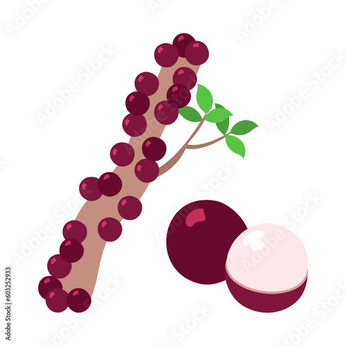 ジャボチカバ（ブラジリアングレープツリー）。フラットなベクターイラスト。
Jabuticaba (Brazilian grapetree). Flat designed vector illustration. photo