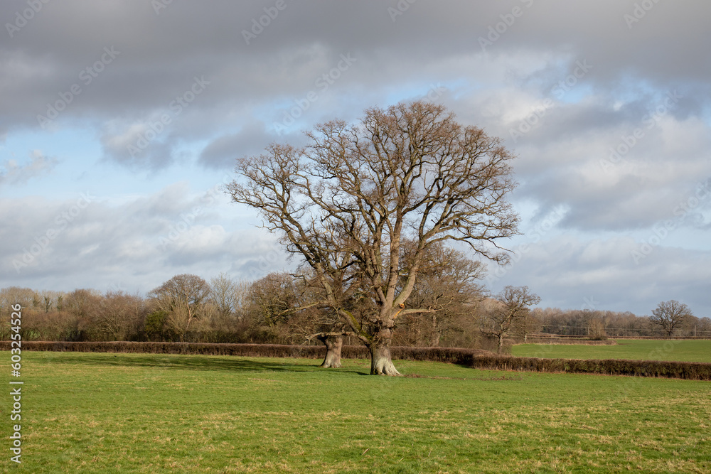 Springtime meadow with oak trees. Springtime meadow with oak trees.
