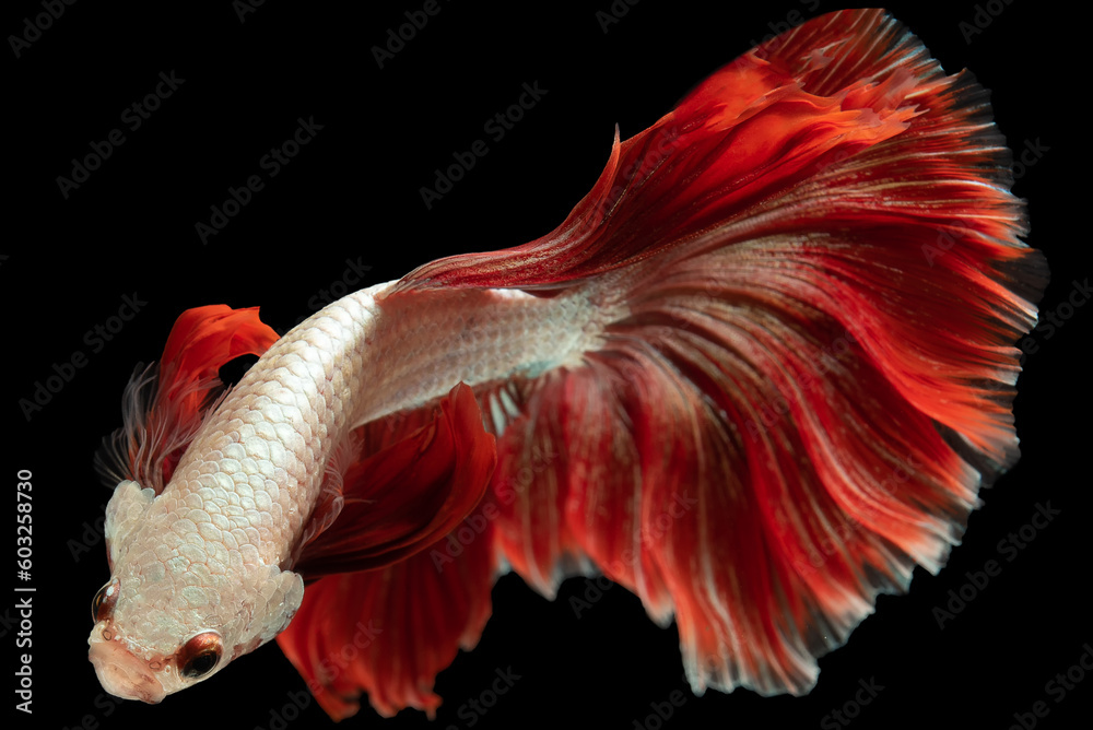 Fototapeta premium The red tail betta fish commands attention against the dark backdrop of the black background its vibrant red tail contrasting beautifully with the surrounding darkness.