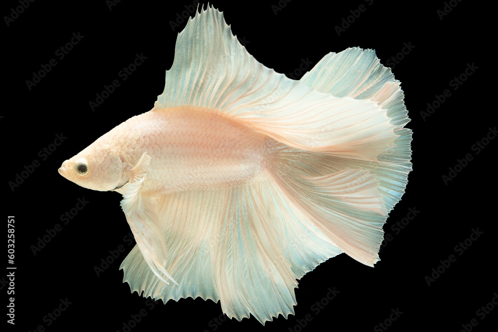 The combination of the white betta fish and the black background creates a sense of contrast and balance enhancing the fish's unique features and creating a captivating visual impact.