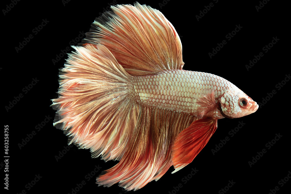 Against the backdrop of the black background the light red betta fish emanates a sense of elegance and poise its color exuding a soft and captivating aura. Against the backdrop of the black background the light red betta fish emanates a sense of elegance and poise its color exuding a soft and captivating aura.