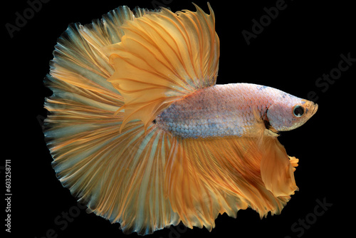 Black background enhances the luminosity of the yellow betta fish showcasing its beauty and elegance.