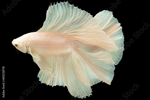 Against the stark contrast of the black background the white betta fish stands out like a luminous gem captivating attention with its striking beauty. © DSM