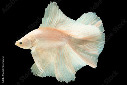 The combination of the white betta fish and the black background creates a sense of contrast and balance enhancing the fish's unique features and creating a captivating visual impact.