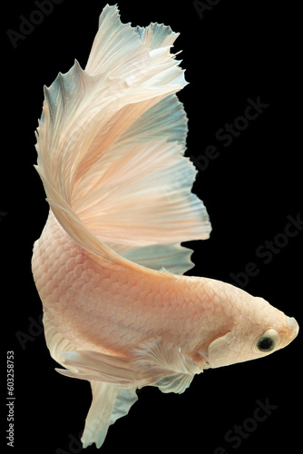 Vertical picture of the white betta fish on the black background creates a visually stunning composition emphasizing the fish's ethereal and delicate appearance.
