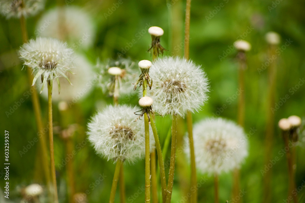 Dandelion heads on a background of dark green meadow grass.