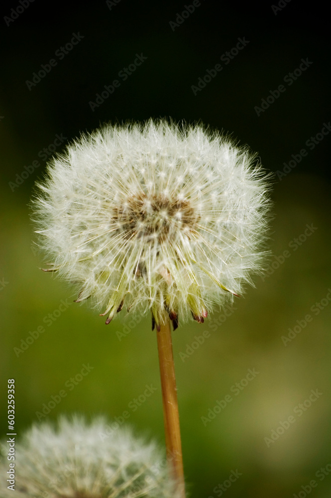 Fototapeta premium Large white dandelion head on a background of dark green meadow grass.