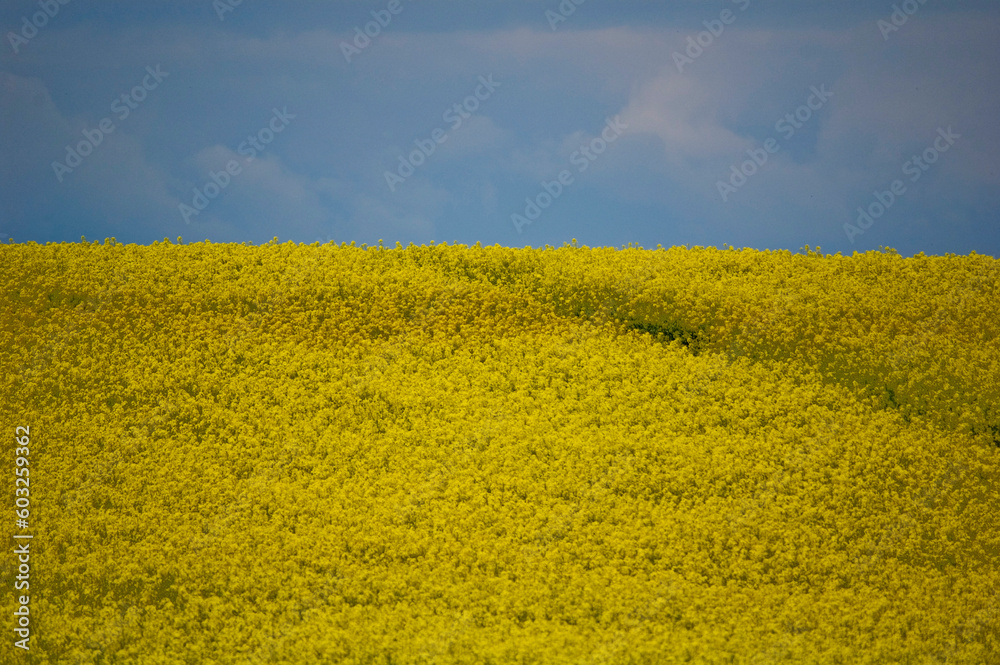 Field od blossoming oilseed rape. Selective focus. Field od blossoming oilseed rape. Selective focus.