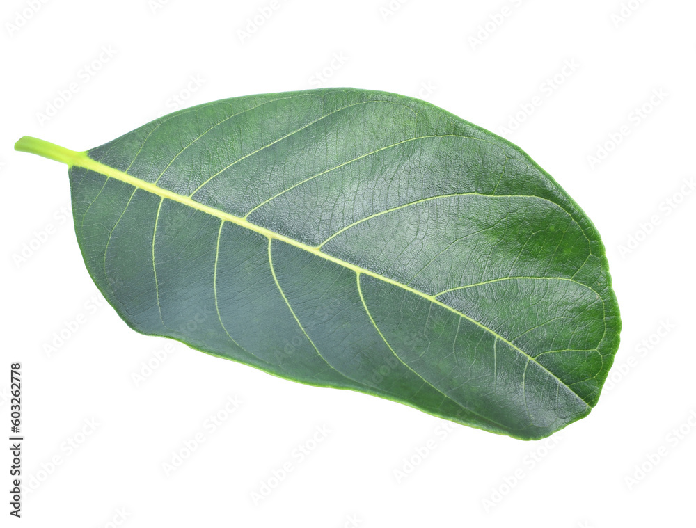 section of jackfruit isolated transparent png section of jackfruit isolated transparent png