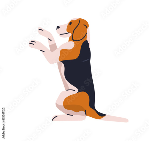 Trained obedient dog of Beagle breed, sitting on hind legs, rising during rea...