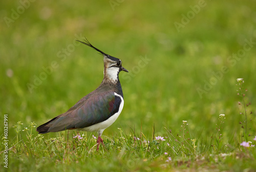 Northern lapwing in grass photo