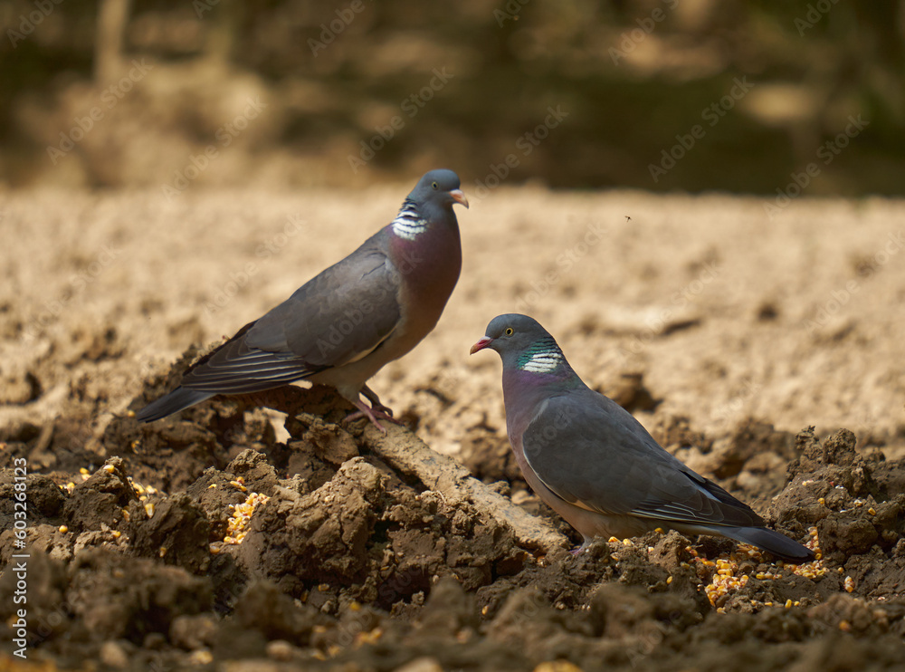 Fototapeta premium Wood pigeon on forest floor