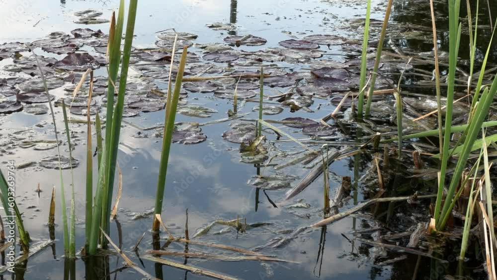 Zoom Reeds On The Swamp River Zoom Reeds On The Swamp River