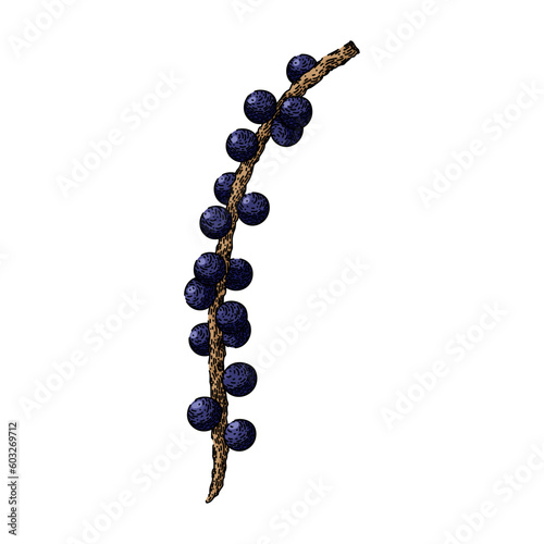 acai antioxidant food hand drawn. ingredient organic, raw fruit, agriculture healthy, nutrient tropical, natural berries acai antioxidant food vector sketch. isolated color illustration