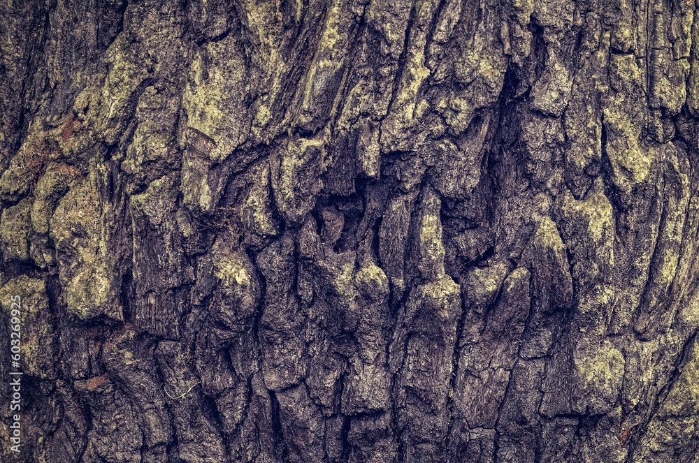 Tree bark texture. Close-up of old wood, may be used as a background.