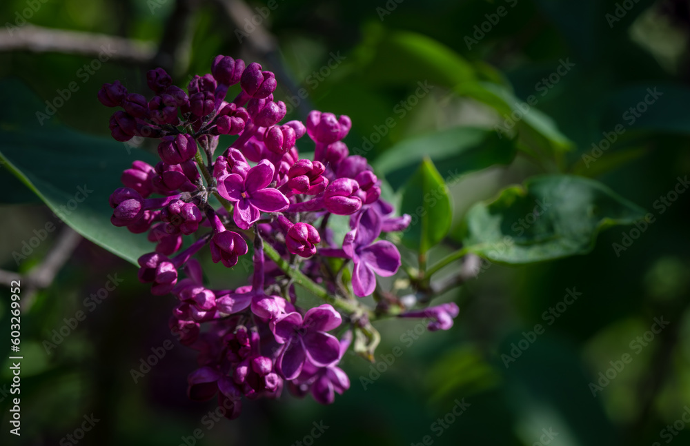 Lilac garden trees close up macro flowers,  nature spring time with free space text