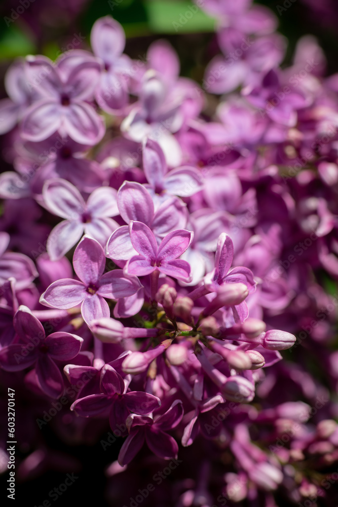 Lilac garden trees close up macro flowers,  nature spring time with free space text