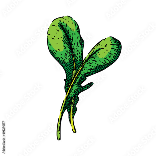argula vegetable salad hand drawn. fresh vegetarian, green healthy, food plant, leaf organic, rucola rocket argula vegetable salad vector sketch. isolated color illustration photo