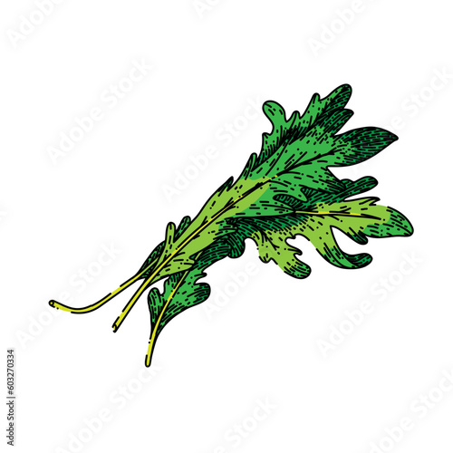 argula vegetarian salad hand drawn. fresh vegetable, green healthy, food plant, leaf organic, rucola rocket argula vegetarian salad vector sketch. isolated color illustration