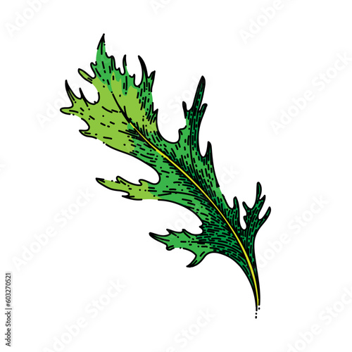 argula green salad hand drawn. fresh vegetable, vegetarian healthy, food plant, leaf organic, rucola rocket argula green salad vector sketch. isolated color illustration