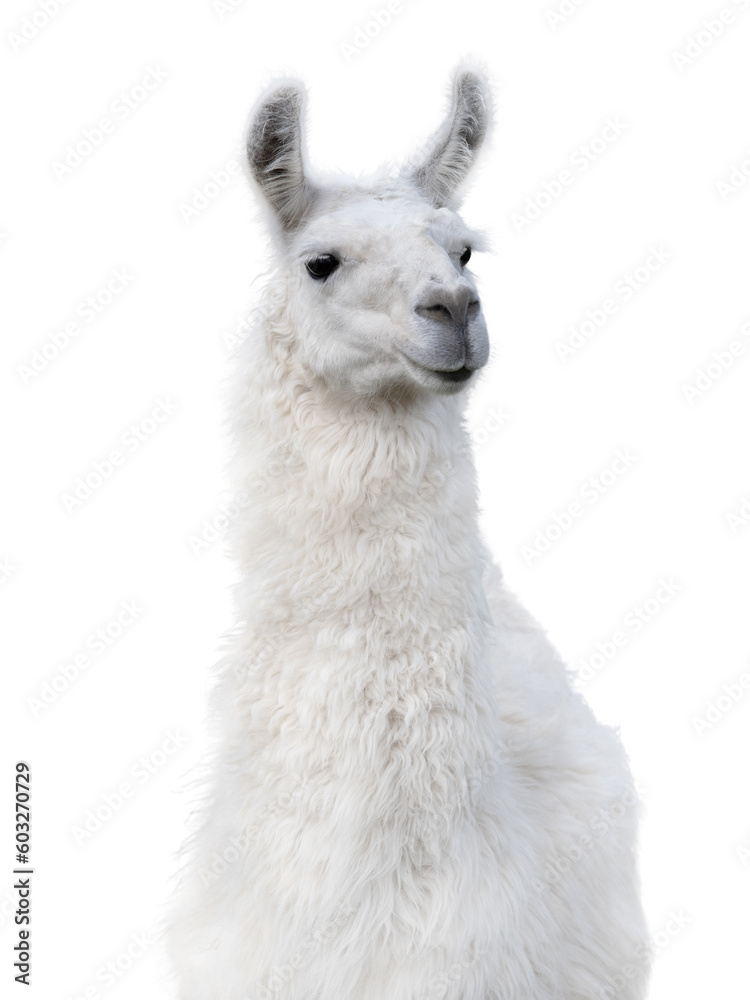 Fototapeta premium lama portrait isolated on white background