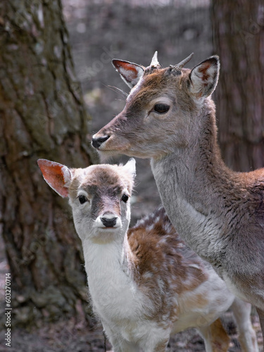 little deer and mother deer standing against the backdrop of the forest