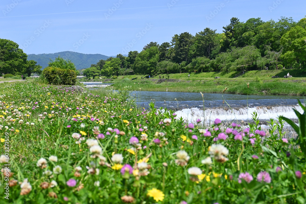 野草の花咲く5月の京都市賀茂川の風景