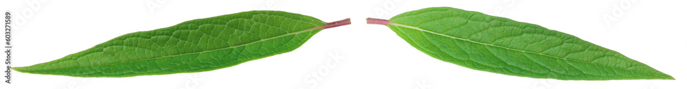 Fototapeta premium Fresh sesame leaves isolated on the white background.