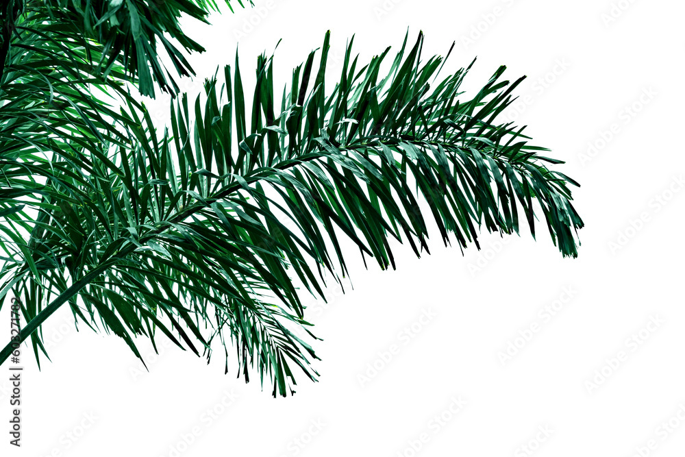 Fototapeta premium Green leaves pattern,tropical palm leaf isolated. Normanbya normanbyi
