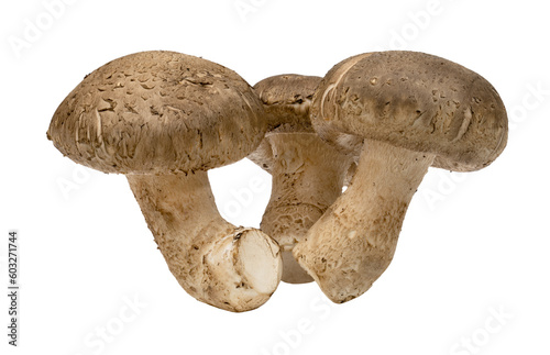 Shiitake mushrooms isolated.