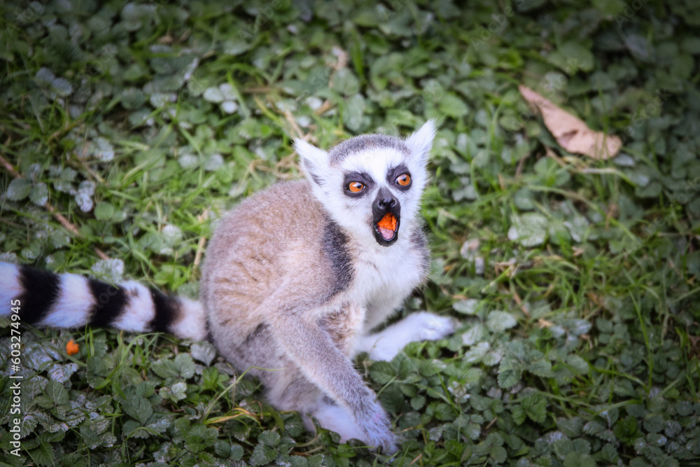 Obraz premium Lemur Kata is eating fruit, whitch he found on the floor.