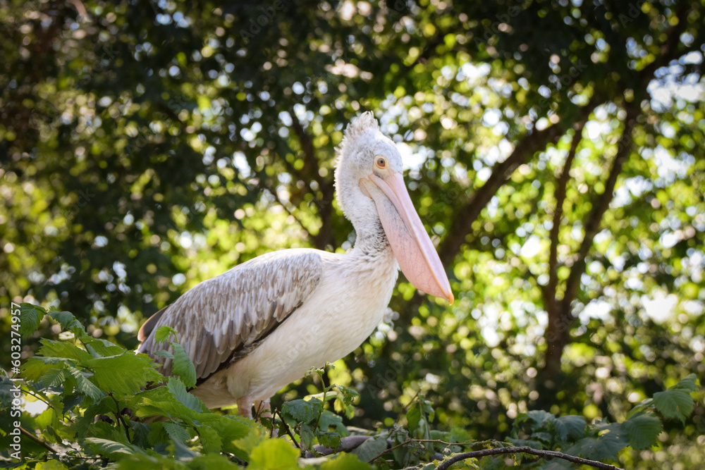 Zoos portrait of pelican who is on tree. They are amazing animal. And they are looking so good.