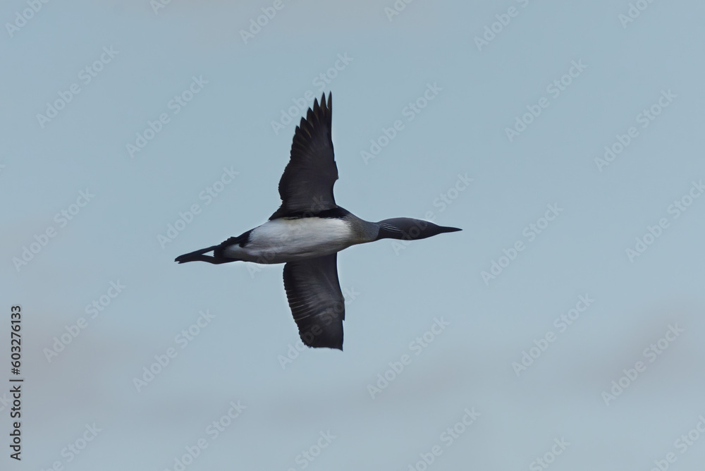 Obraz premium Black-throated loon, arctic loon or black-throated diver (Gavia arctica) flying in the sky in spring.