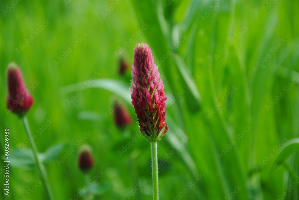 Close up of a crimson inflorescence of crimson or Italian clover (Trifolium incarnatum) in the botanical garden Jochumhof, Steijl Close up of a crimson inflorescence of crimson or Italian clover (Trifolium incarnatum) in the botanical garden Jochumhof, Steijl