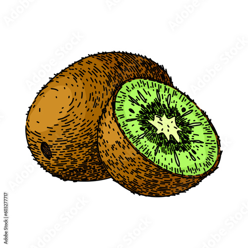 kiwi fresh fruit hand drawn. green food, slice juicy, healthy cut, sweet vegetarian, half ness kiwi fresh fruit vector sketch. isolated color illustration