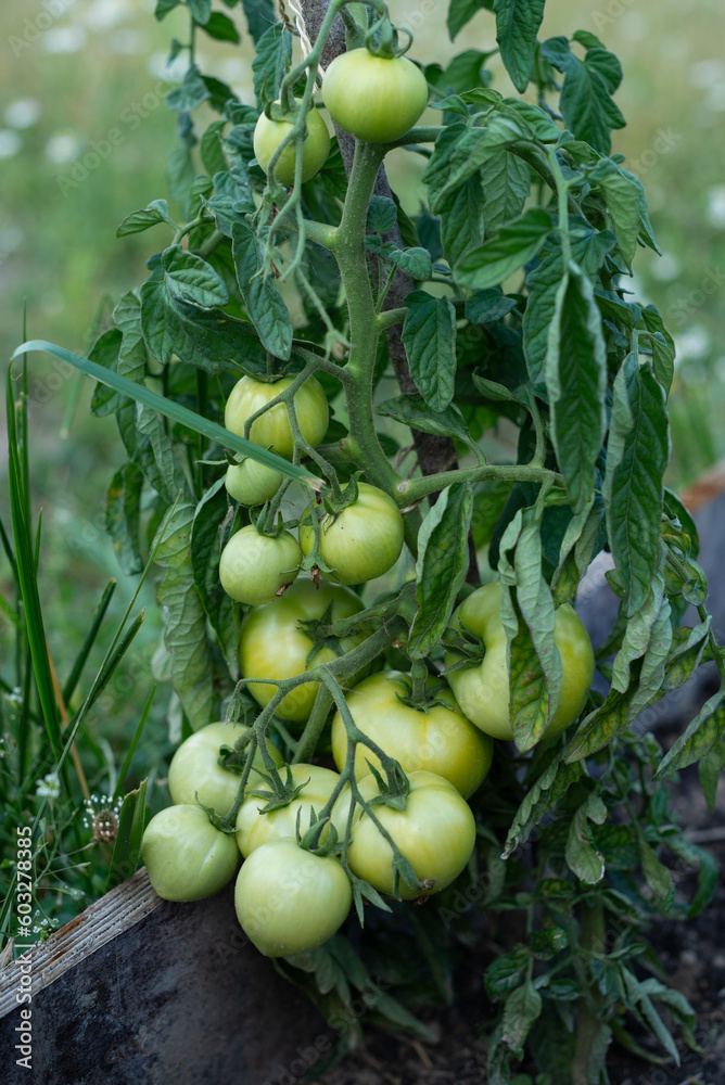 A bunch of green tomatoes on a bush. Tomatoes ripen in the garden. Lots of tomatoes on the bush.