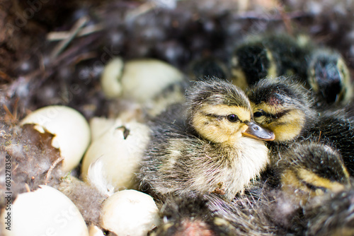 wild mallard duck, mallard duck nest, birth of chicks, hatching of ducklings, duck family, little ducklings, wild bird, sit on eggs, environmental protection, hatch offspring, eggs in the nest
