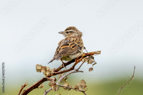 Sabota Lark in Kruger National Park photo