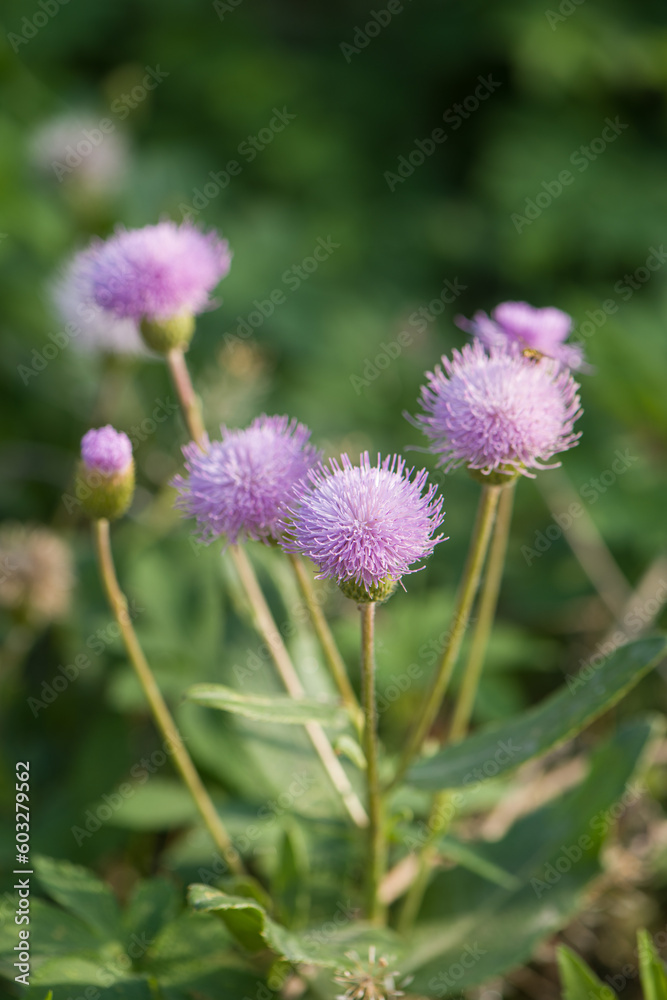Pink purple thistle flowers, Cirsium vulgare,Silybum marianum herbal remedy Pink purple thistle flowers, Cirsium vulgare,Silybum marianum herbal remedy
