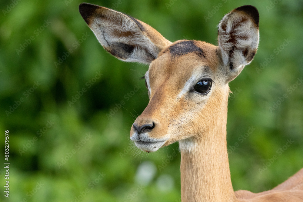 Impala Iamb in Kruger National Park