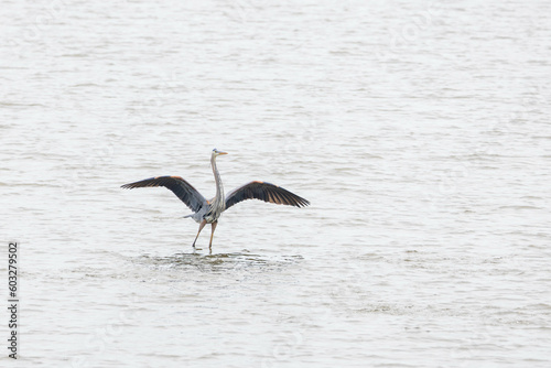 A high key image of a great blue heron with outstretched wings wading in shallow water in the Tolomato River in Florida.